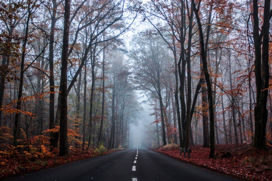 Asphalt road in autumn misty forest