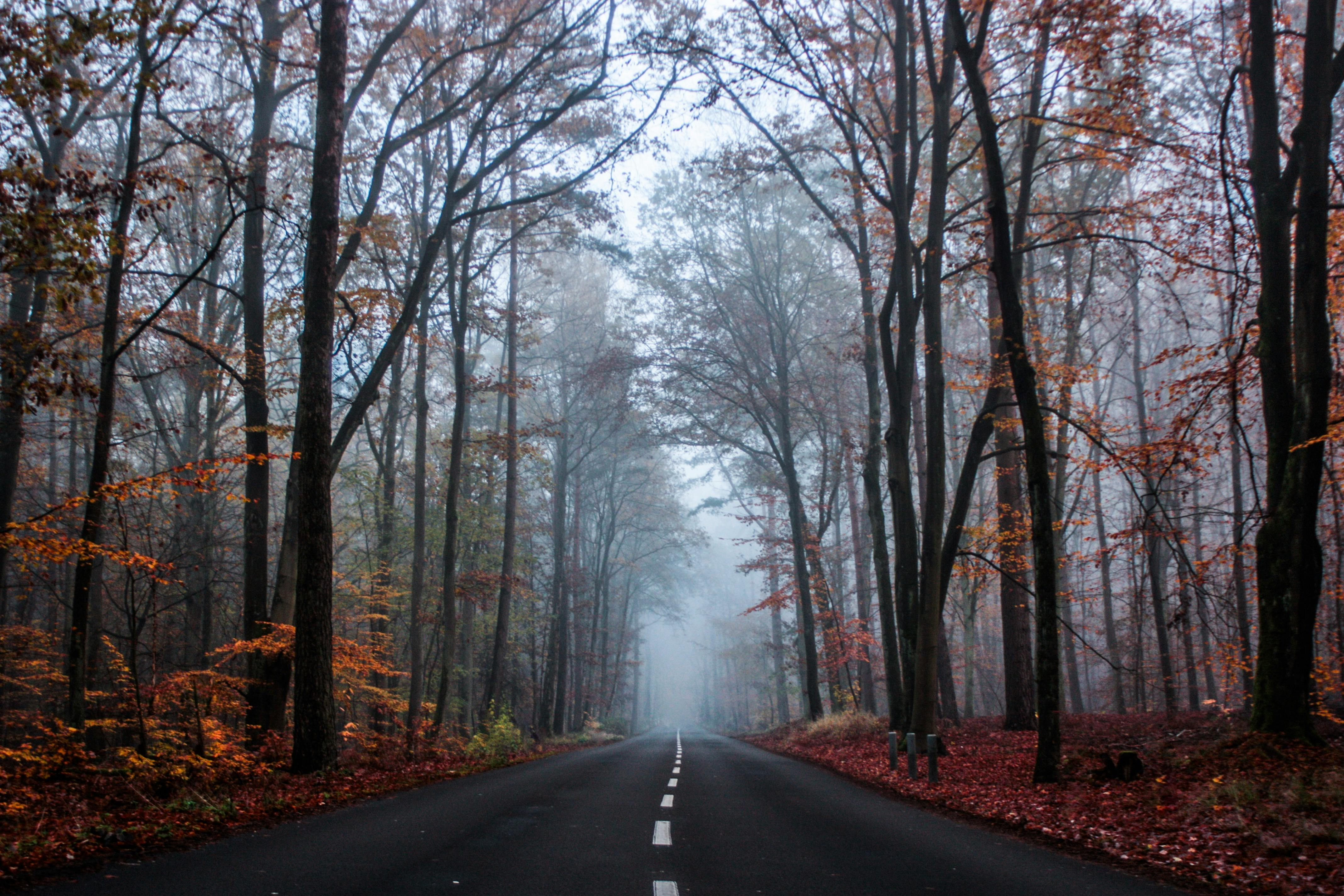 Misty Forest Road Wallpaper