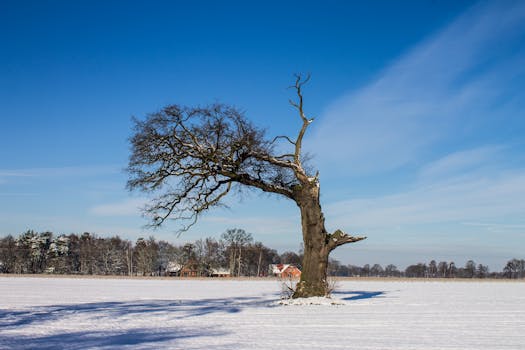 A solitary tree stands in a snowy field under a clear blue sky, showcasing winter's beauty.