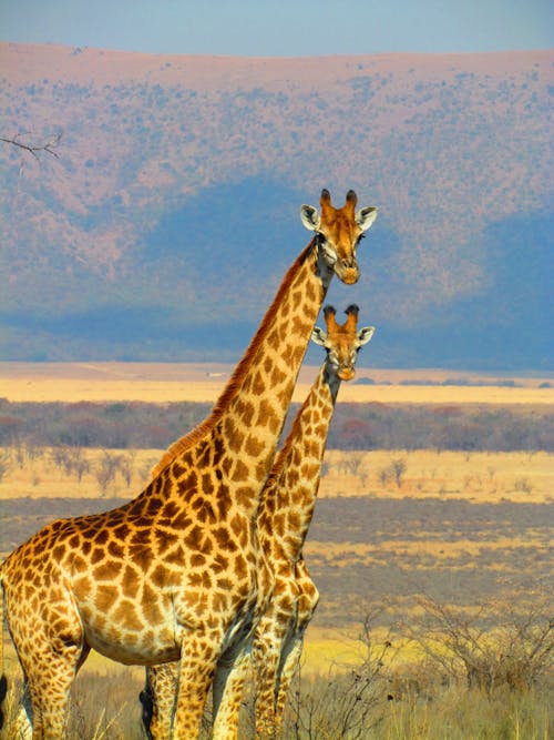 Yakın çekim Fotoğrafında Yeşil çim Alanında 2 Zürafa