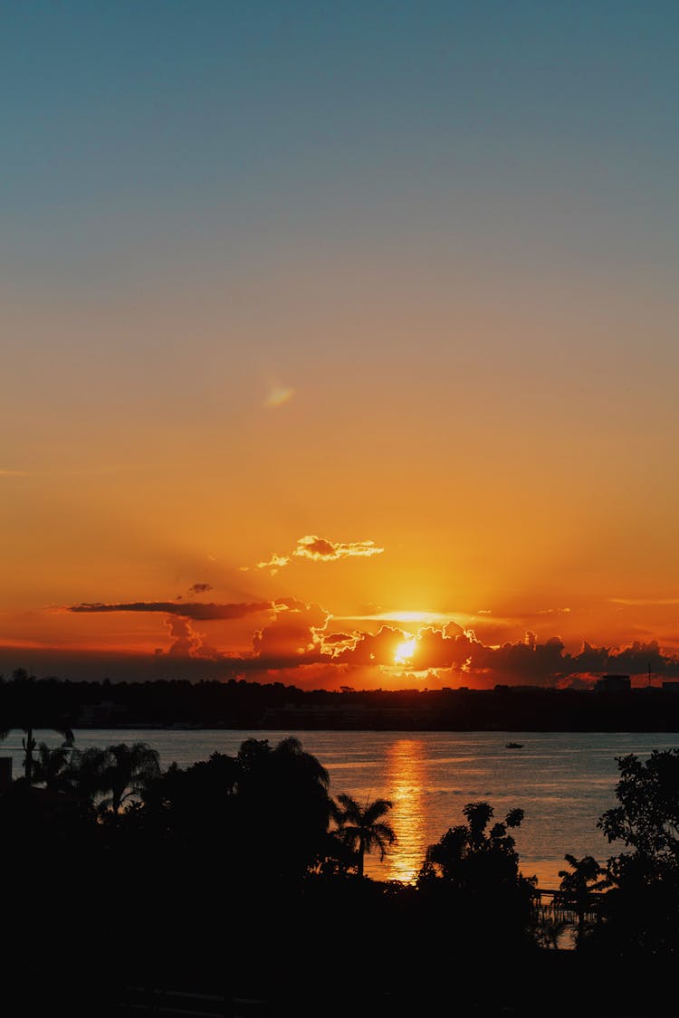 Silhouette Of Trees On Golden Sunset