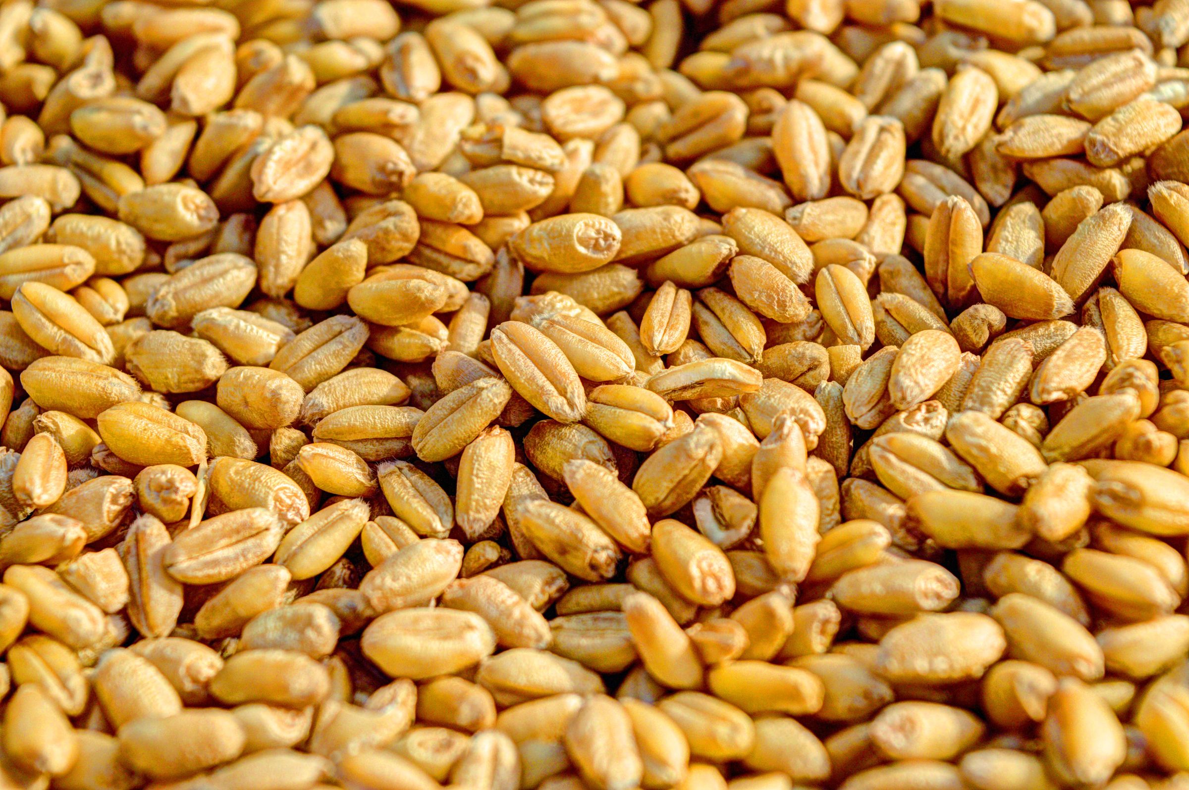 Feed Wheat