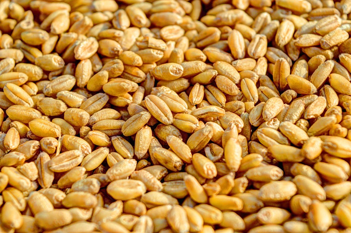 Free Wheat Kernels Stock Photo