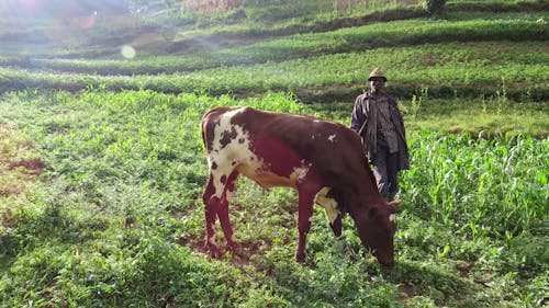 Free stock photo of africa, bwindi impenetrable, cattle