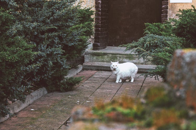 White Furry Cat On Brown Brick Floor