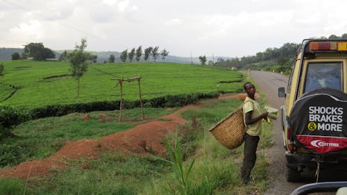 Free stock photo of africa, road trip, tea plantation