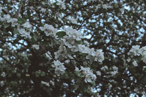 Free White Flowers on a Leafy Tree in Full Bloom Stock Photo