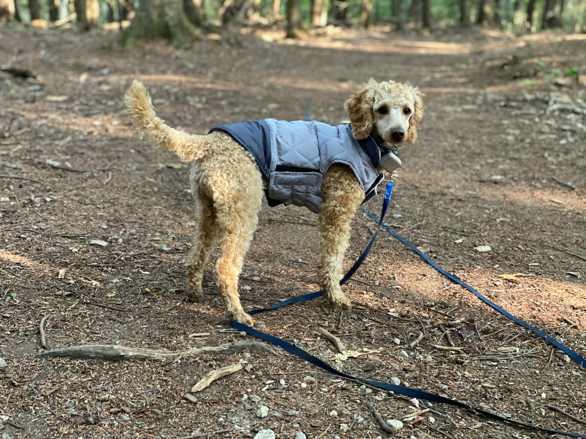 Full body cute fluffy white Poodle dog wearing blue clothes standing on footpath in park and looking at camera