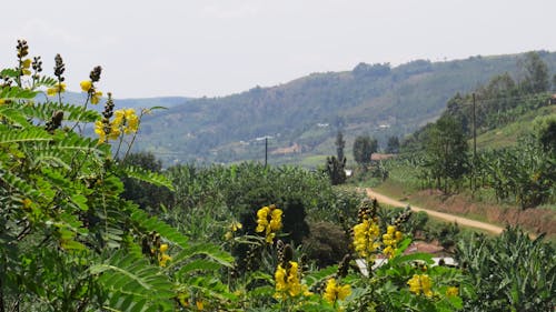 Free stock photo of africa, uganda