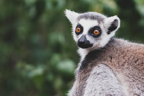 Portrait of a Lemur