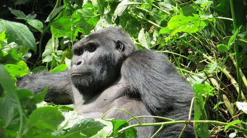 Free stock photo of africa, bwindi impenetrable, gorilla