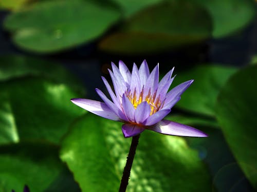 Purple and White Flower