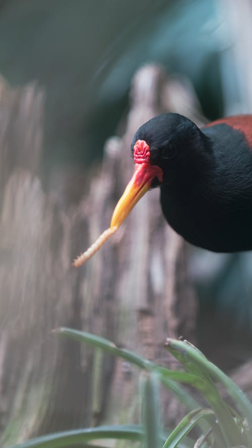 A Black and Red Bird with Worm in it's Beak