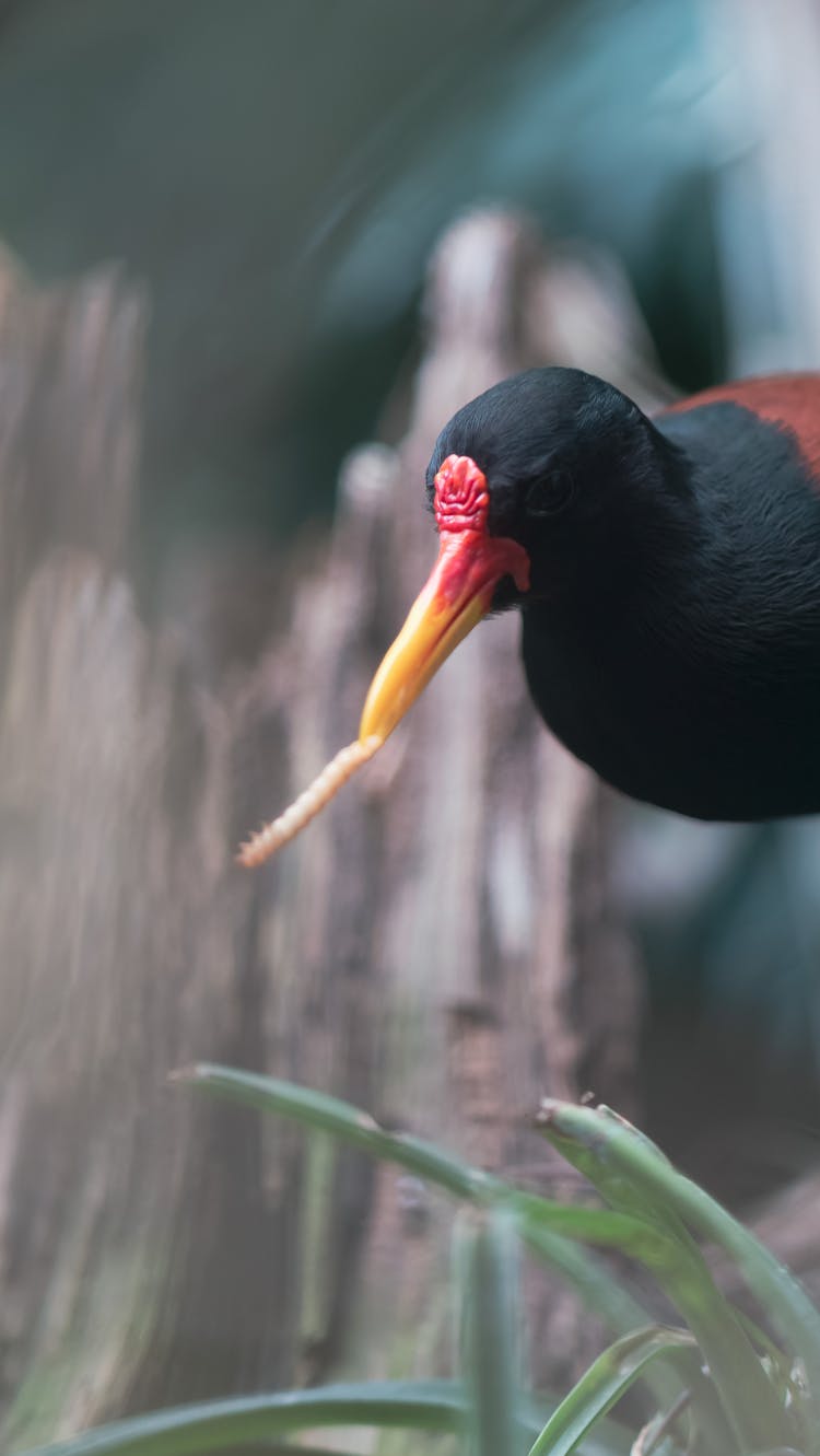 A Black And Red Bird With Worm In It's Beak