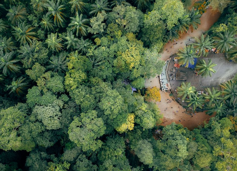 Aerial view of green dense woodland of exotic trees growing along winding road in tropical country