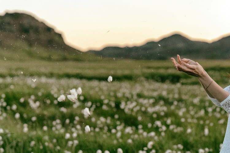 Floating Cotton Flowers In The Air