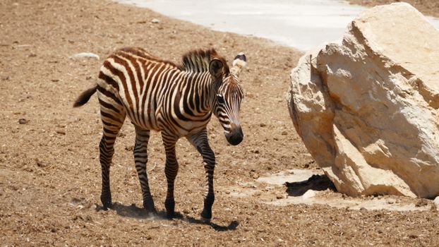 A solitary zebra walking near a rock in a dry, sandy arid environment.