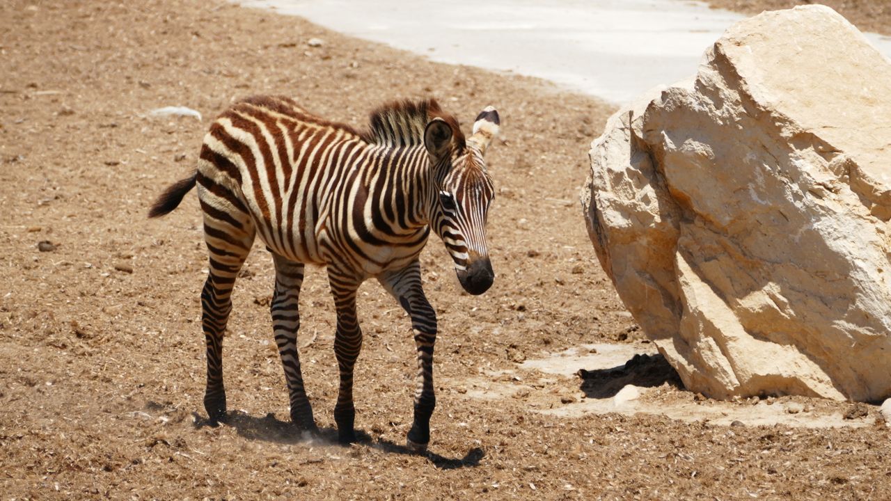 a solitary zebra walking near a rock in a dry sandy arid environment