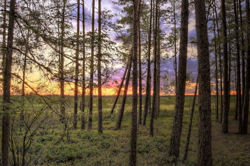 bezplatná Základová fotografie zdarma na téma borovice, krajina, les Základová fotografie