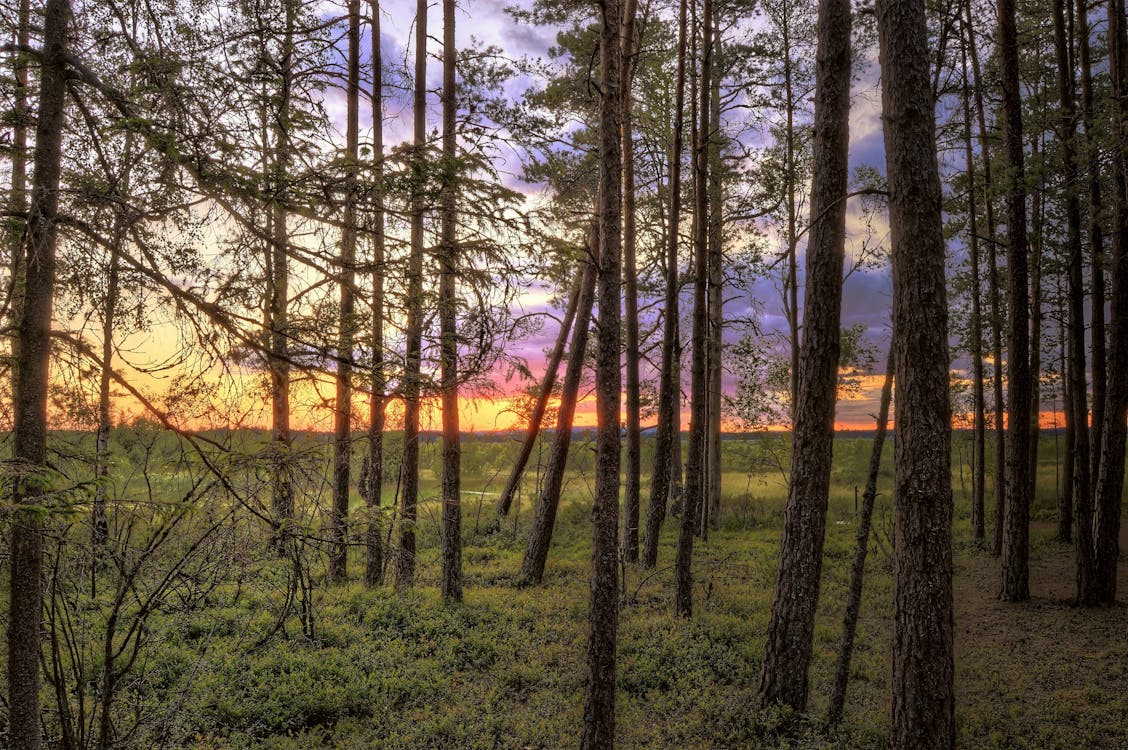 Tall Trees Near Green Grasses