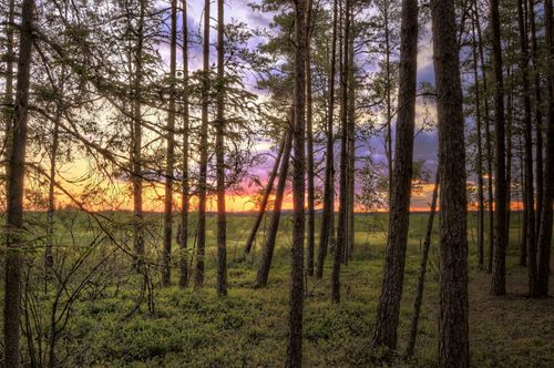Free Stunning sunset view through pines in a tranquil forest landscape, with a vibrant sky. Stock Photo
