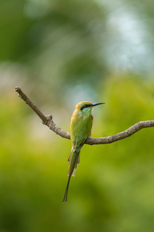 Základová fotografie zdarma na téma divočina, divoký, kolibřík