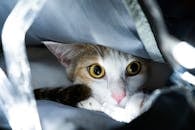 A Cat Peeking from a Bag