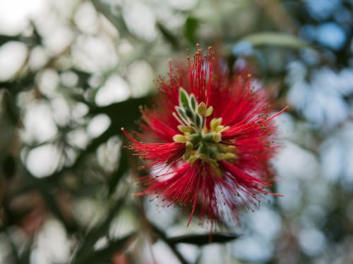 Immagine gratuita di ago, botanico, fiore