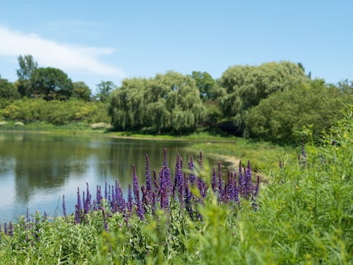 Immagine gratuita di acqua, alberi, azzurro