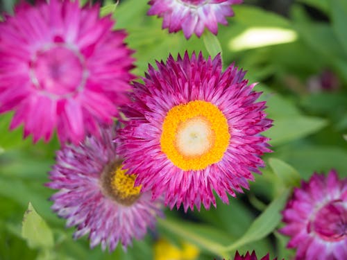 Immagine gratuita di fiore, giallo, impianto