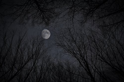 White moon in gray sky with trees