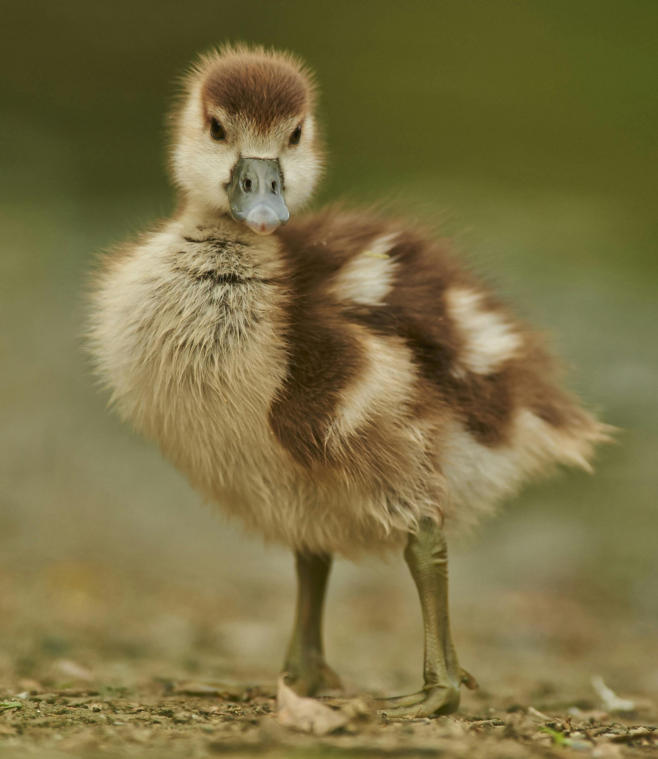 Kostenloses Foto zum Thema: baby, entchen, ente