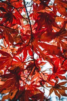 Low-angle view of vibrant red maple leaves against a clear sky, showcasing autumn beauty.
