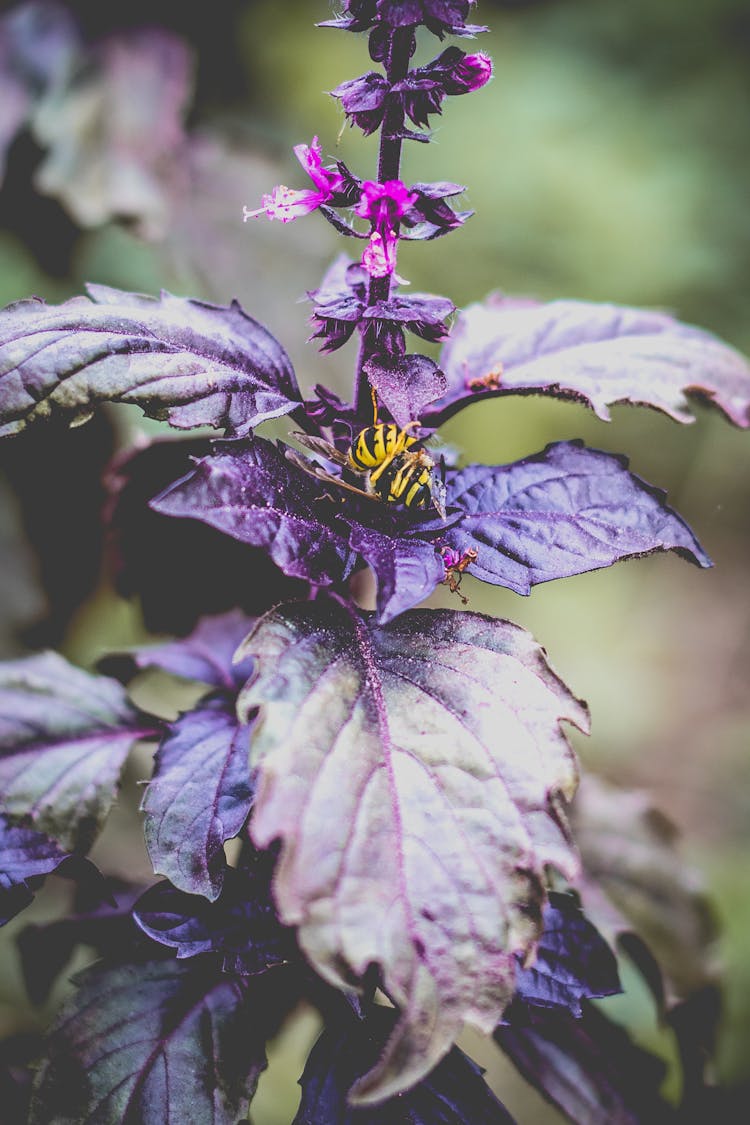 Dark Opal Basil Plant In Close-Up Photography