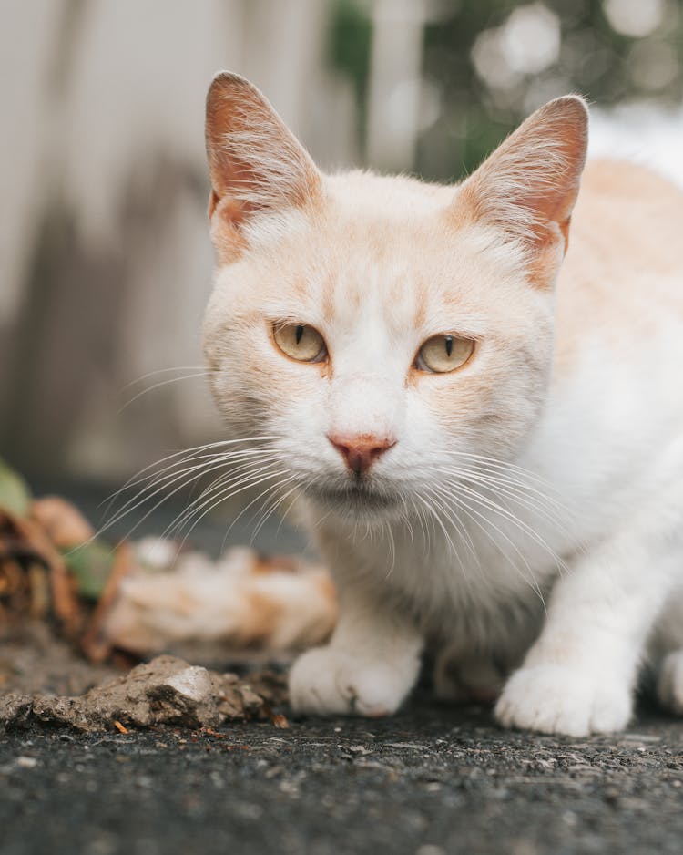 White And Orange Cat On Black Floor