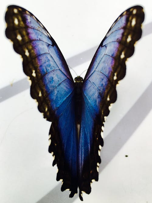 杜拜, 藍色, 蝴蝶 的 免费素材图片