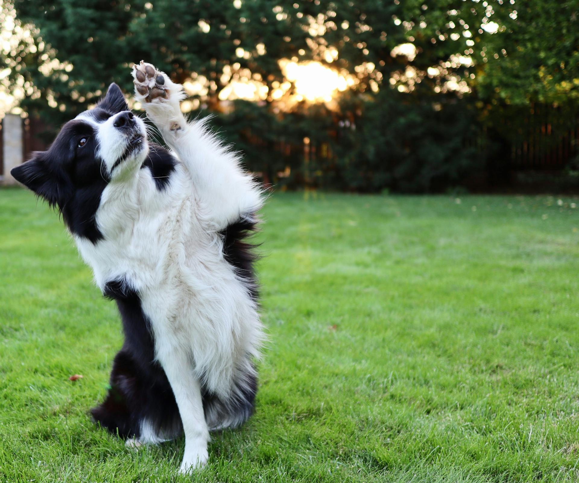 Black and White Border Collie with One Leg Raised