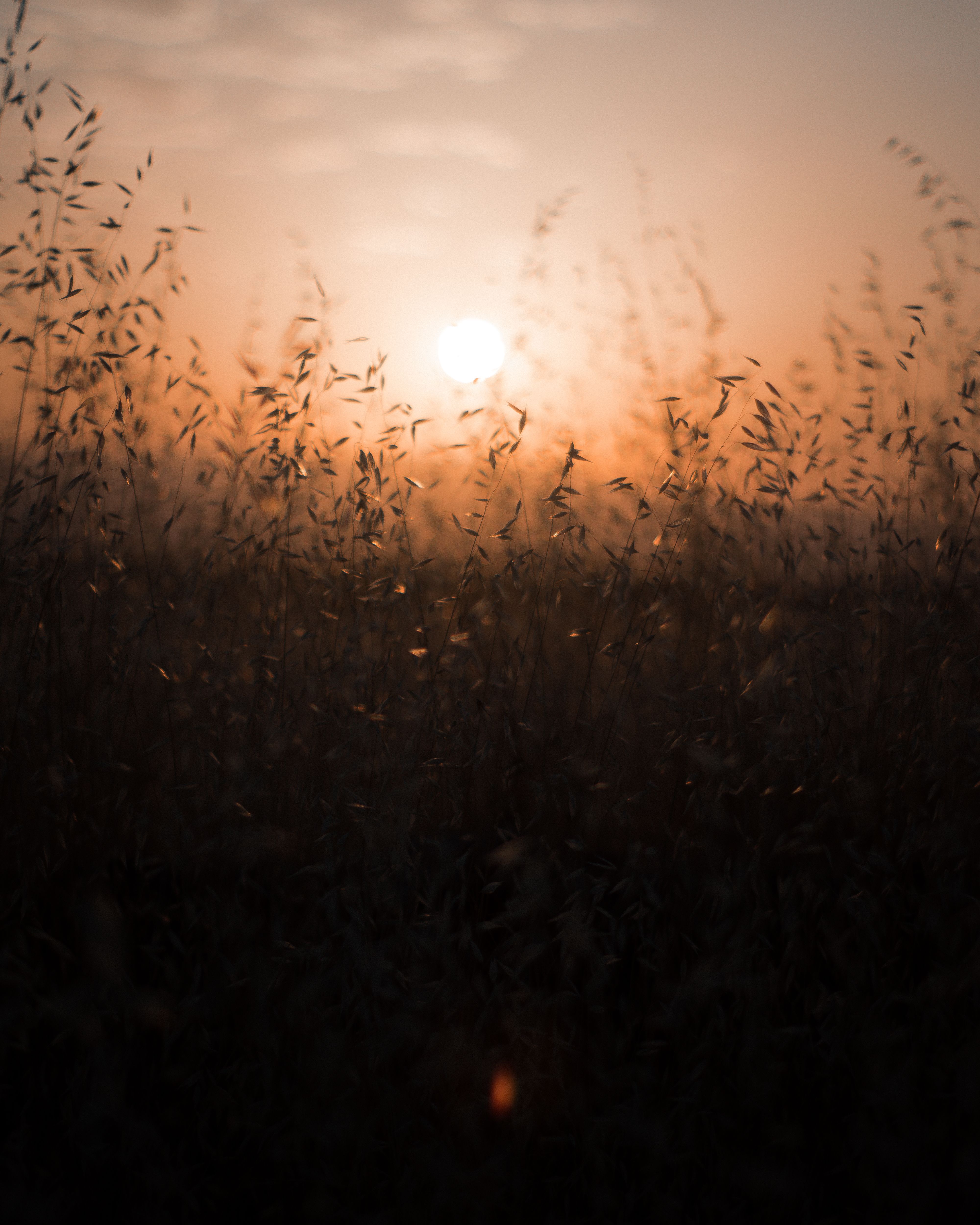 Silhouette of Grass during Sunset · Free Stock Photo