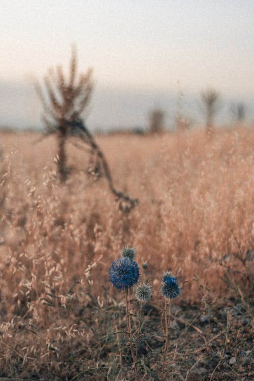 Kostnadsfri bild av blå blommor, blomfotografi, gräs