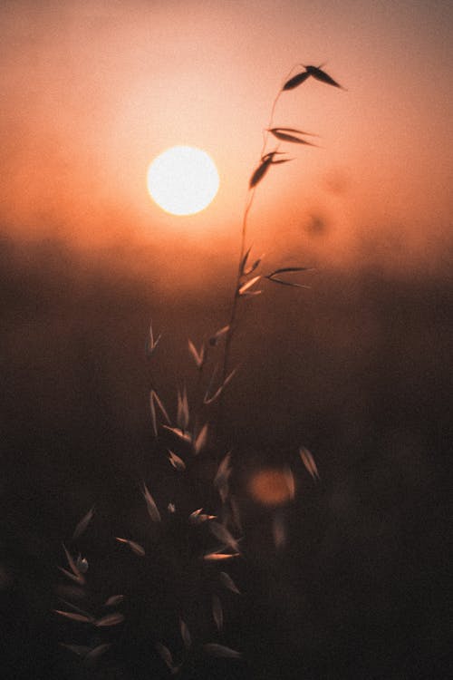 คลังภาพถ่ายฟรี ของ ซิลูเอตต์, ดวงอาทิตย์, ย้อนแสง