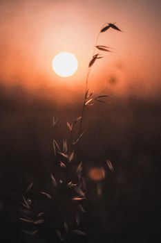 宁静的剪影草映衬着充满活力的橙色日落天空，营造出平和的心境