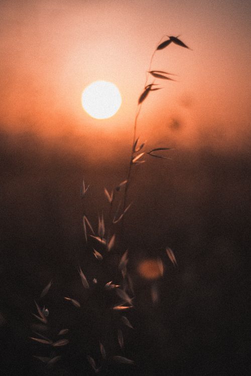 Free A serene silhouette of grass against a vibrant orange sunset sky, creating a peaceful mood. Stock Photo