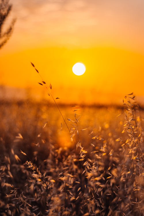 Ilmainen kuvapankkikuva tunnisteilla auringonlasku, auringonlaskunäkymä, kasvu