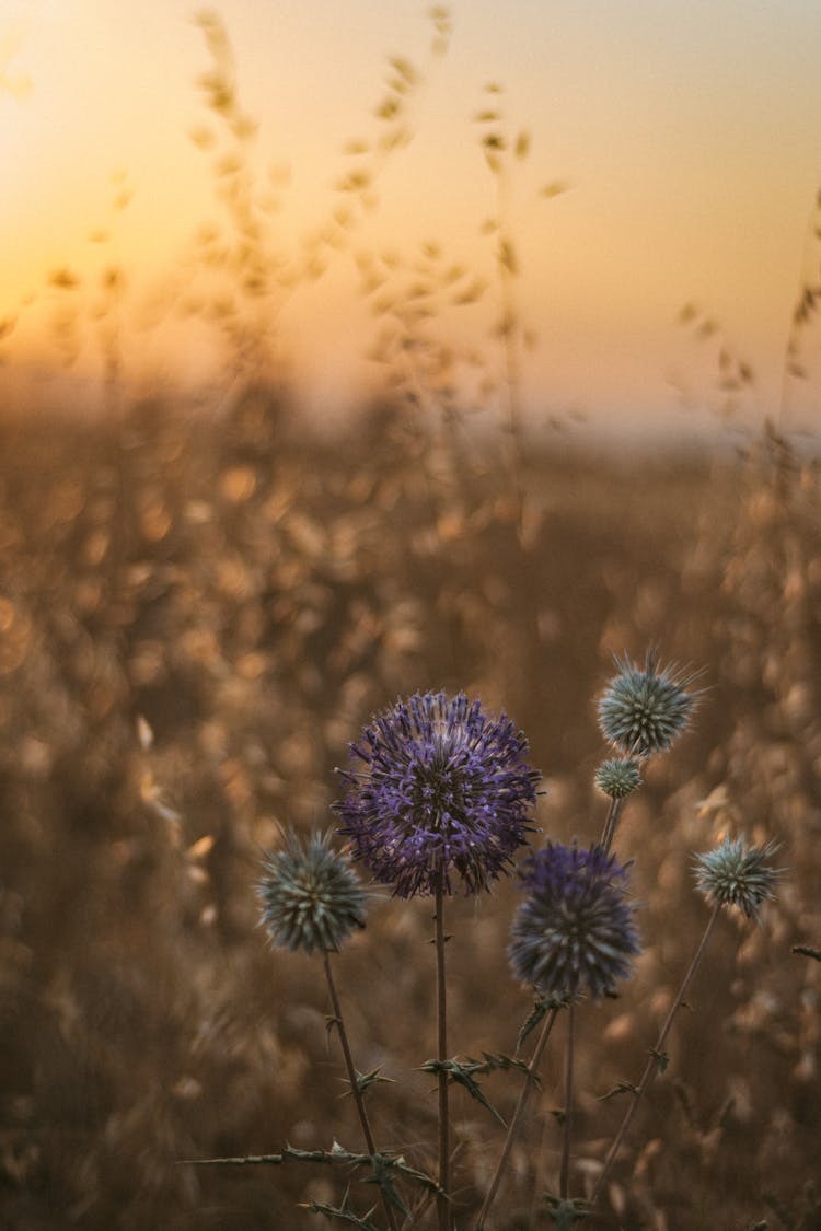 Round Purple And White Flowers On Brown Stems