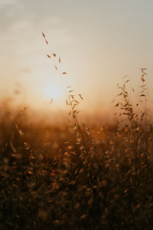Free A tranquil sunset over a rural field with wild plants swaying in the breeze. Stock Photo