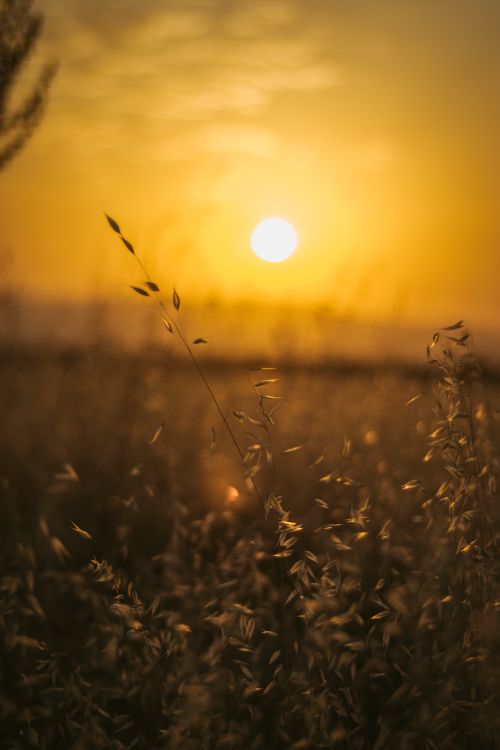 Free Peaceful sunset casting a golden glow over a rural meadow with swaying grass. Stock Photo