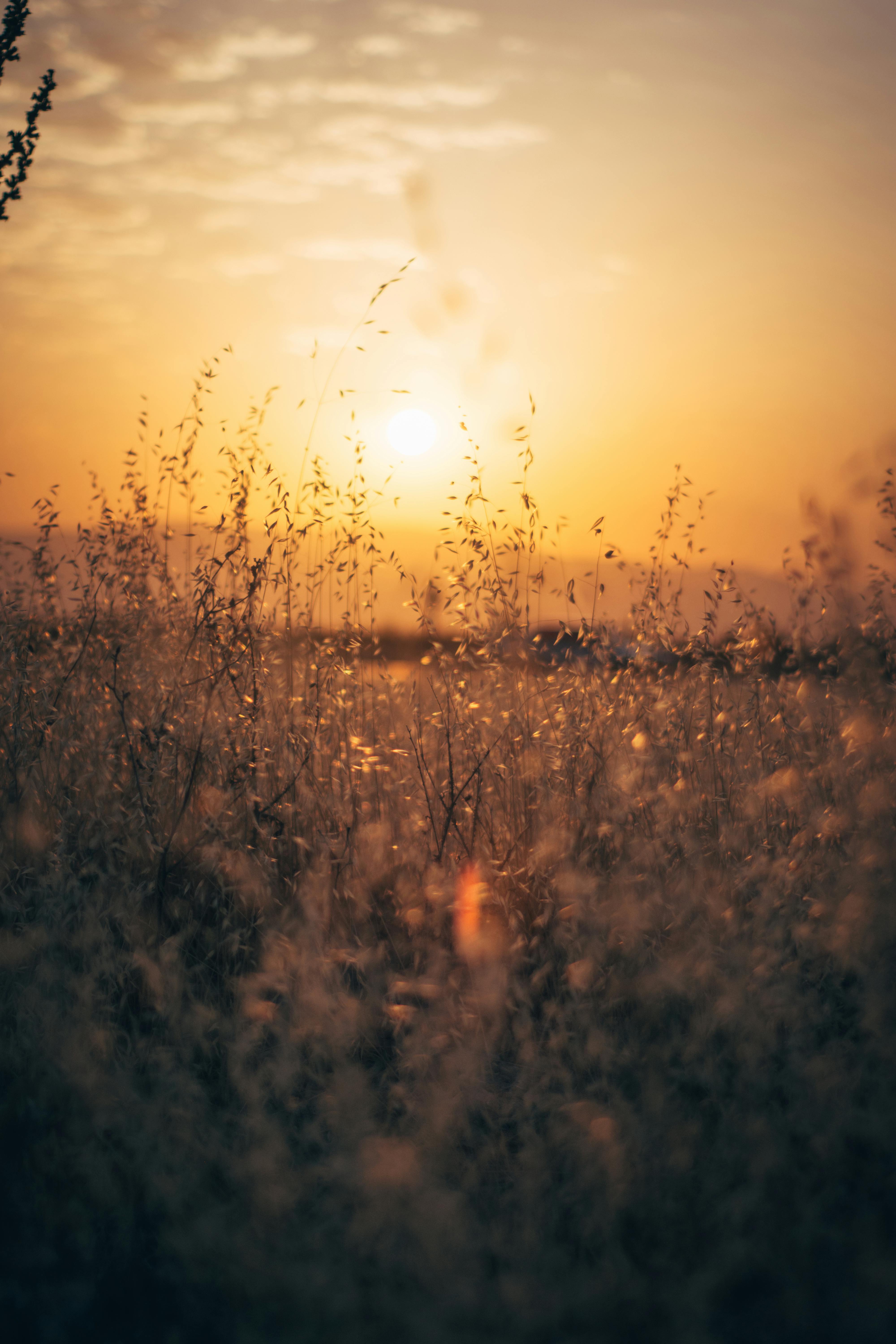 A panoramic view of the Calabrian countryside at sunset, with lemon verbena plants in the foreground.