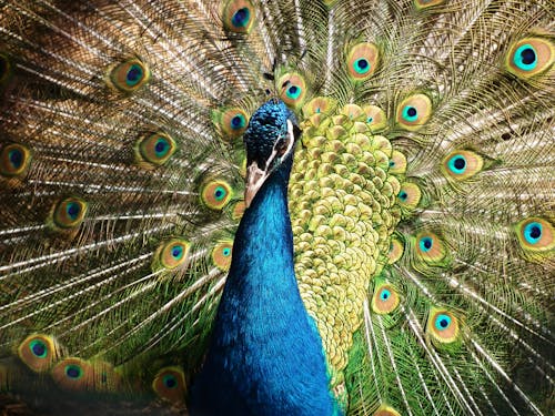 Peacock Closeup Photography