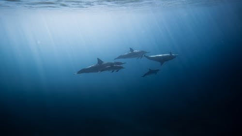 Kostnadsfri bild av blå, delfiner, djup