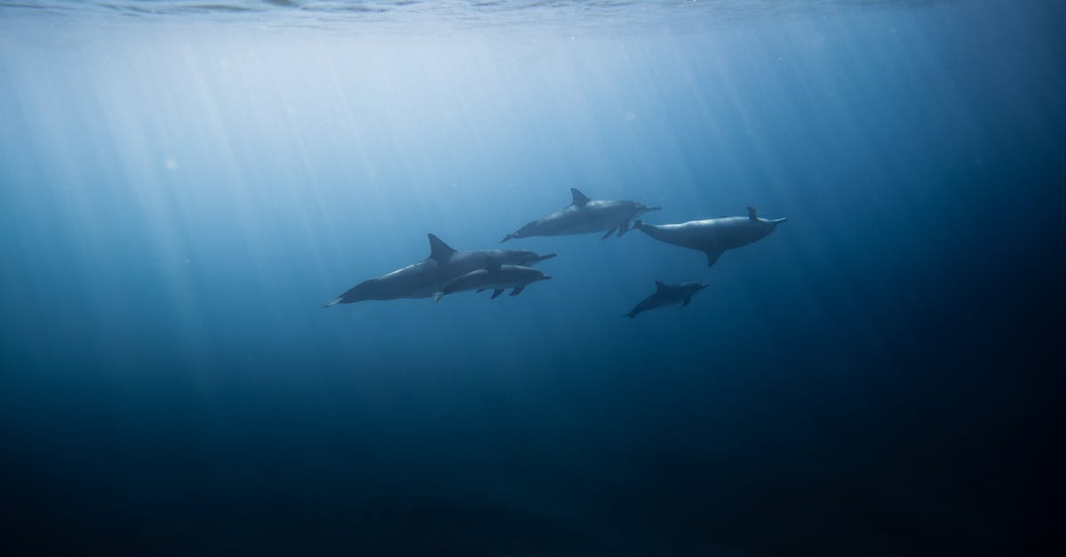 科技:3大因素威脅香港海豚生存!專家警告生態危機迫在眉睫